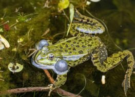 002 - petite camargue